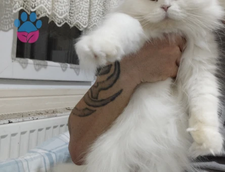 Scottish Fold Longhair cinsi DİŞİ kedime eş arıyorum