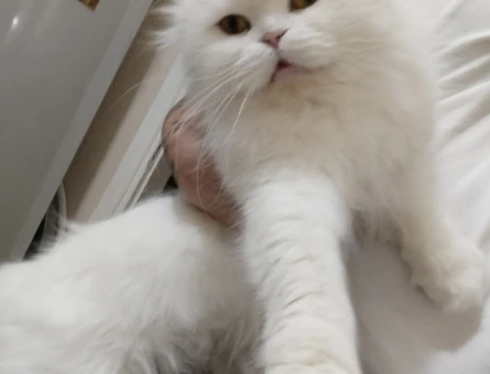 Scottish Fold Longhair cinsi DİŞİ kedime eş arıyorum - 4720