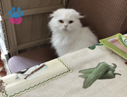 Scottish Fold Longhair cinsi DİŞİ kedime eş arıyorum