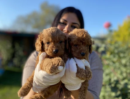 Toy poodle yavrularım sağlık ve ırk garantili - 5597