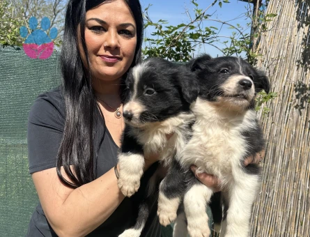 Zeka küpü border collie yavrularım