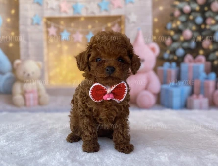 SAFKAN TOY POODLE YAVRULARI - 5601