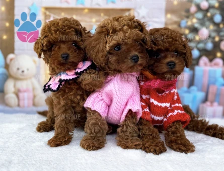 SAFKAN TOY POODLE YAVRULARI