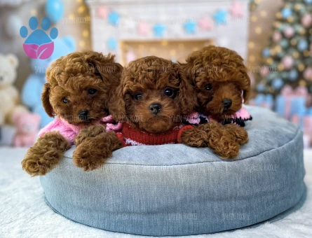 SAFKAN TOY POODLE YAVRULARI