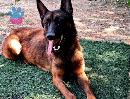 BURSADAN HIRS KÜPÜ MALİNOİS YAVRULAR