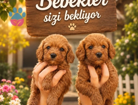 Toy poodle bebek yüzlü yavrular