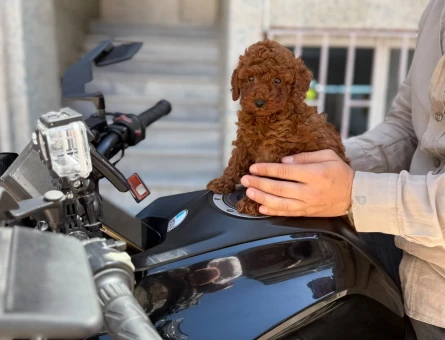 Toy Poodle 2 Aylık Safkan Yavrularımız - 5608
