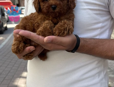 Toy Poodle 2 Aylık Safkan Yavrularımız