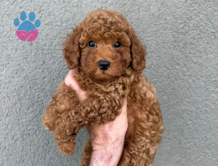 Toy Poodle 2 Aylık Safkan Yavrularımız
