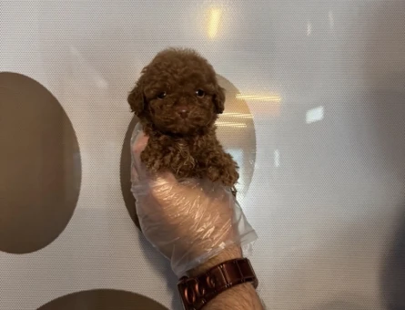 TEACUP TOY POODLE YAVRULARIMIZ - 5612