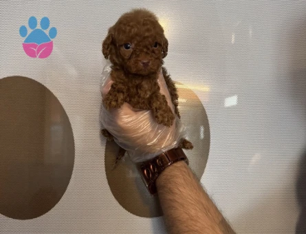 TEACUP TOY POODLE YAVRULARIMIZ