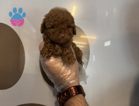 TEACUP TOY POODLE YAVRULARIMIZ
