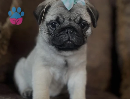 SAFKAN PUG MOPS BEBEKLERİMİZ - 5613