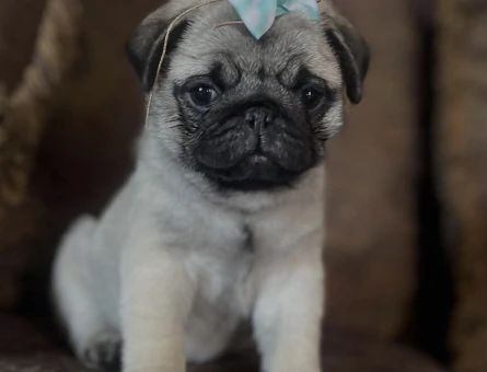 SAFKAN PUG MOPS BEBEKLERİMİZ - 5613
