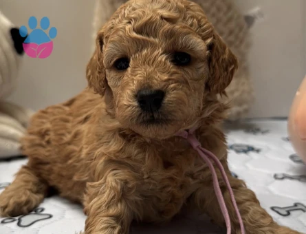 YENİ EVİNE GİTMEYİ BEKLEYEN TOY POODLE BEBEKLER - 5614