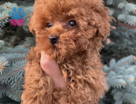KORE POODLE BEBEKLERİMİZ - 5615