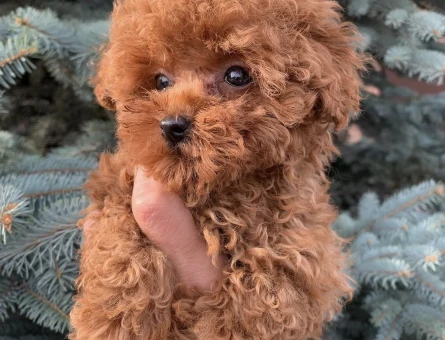 KORE POODLE BEBEKLERİMİZ - 5615