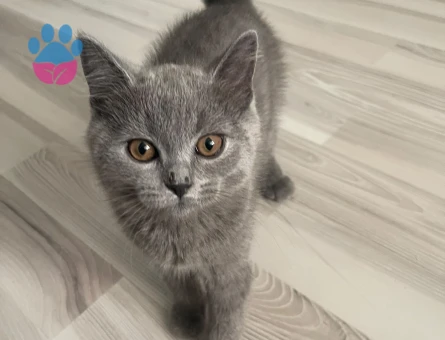 British Shorthair Minikler yeni yuvasını arıyor