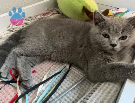 British Shorthair Minikler yeni yuvasını arıyor