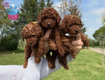 TOY POODLE YAVRULARI - 5617