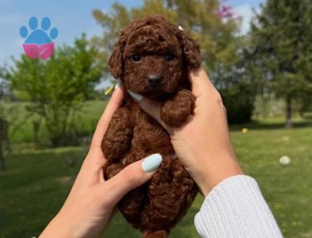 TOY POODLE YAVRULARI