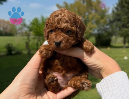 TOY POODLE YAVRULARI