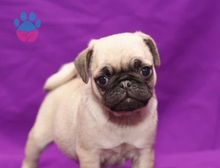 IRK GARANTİLİ PUG YAVRULARI