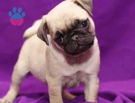 IRK GARANTİLİ PUG YAVRULARI