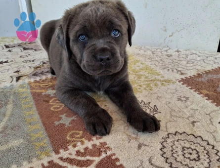 Cane corso yavrular
