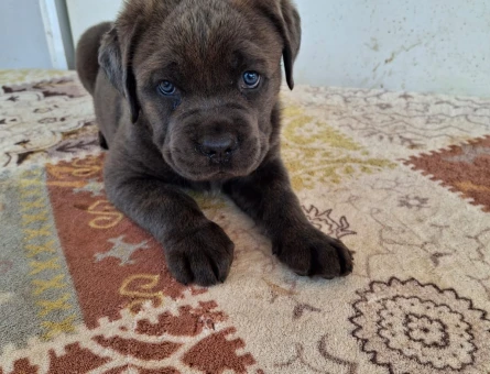 Cane corso yavrular - 5623