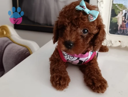 Toy poodle yavrularımız - 5624