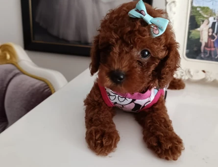 Toy poodle yavrularımız - 5624