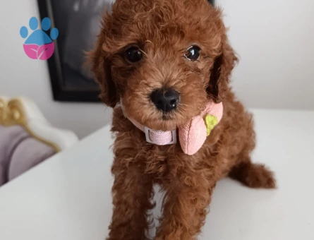 Toy poodle yavrularımız