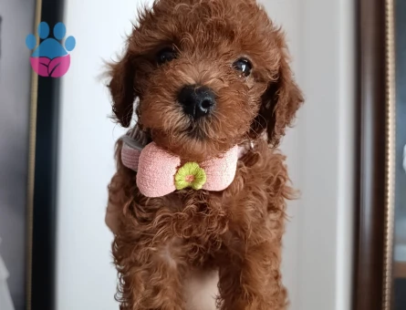 Toy poodle yavrularımız