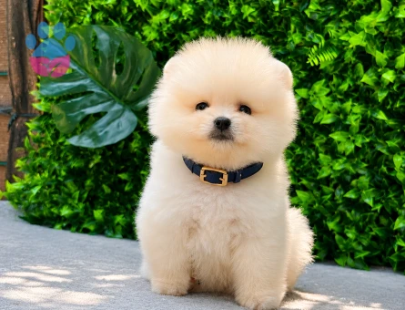 Premium Teddy Face Pomeranian Boo | Ruhsatlı Üretim | Sağlık Garantili - 5627