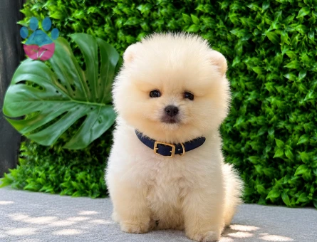 Premium Teddy Face Pomeranian Boo | Ruhsatlı Üretim | Sağlık Garantili