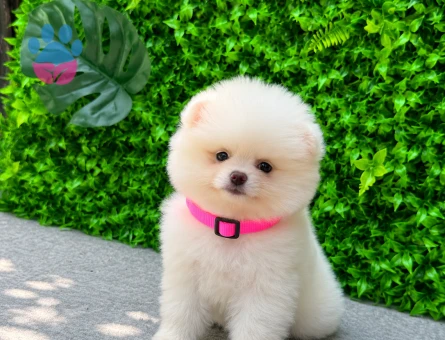 Premium Teddy Face Pomeranian Boo Dişi Yavrumuz Yeni Ailesini Bekliyor - 5628