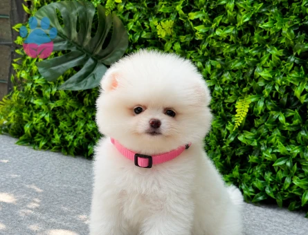 Premium Teddy Face Pomeranian Boo Dişi Yavrumuz Yeni Ailesini Bekliyor