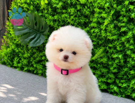 Premium Teddy Face Pomeranian Boo Dişi Yavrumuz Yeni Ailesini Bekliyor