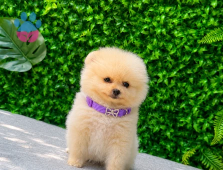 Cream Teddy Face Pomeranian Boo Dişi | Ruhsatlı | Sağlık ve Irk Garantili