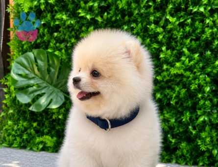 Show Quality Teddy Face Pomeranian Boo | Ruhsatlı | Irk ve Sağlık Garantili