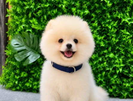 Show Quality Teddy Face Pomeranian Boo | Ruhsatlı | Irk ve Sağlık Garantili - 5630