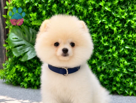 Show Quality Teddy Face Pomeranian Boo | Ruhsatlı | Irk ve Sağlık Garantili