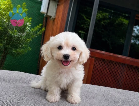 Minyatür Maltipoo Erkek Yavru | 2 Aylık | Ruhsatlı | Sağlık Garantili - 5634