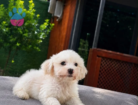Minyatür Maltipoo Erkek Yavru | 2 Aylık | Ruhsatlı | Sağlık Garantili