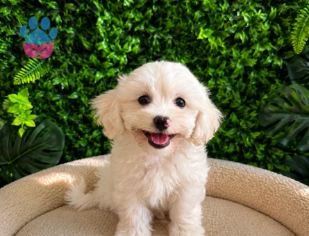 Teddy Face Maltipoo Erkek Yavru | Ruhsatlı | Premium Kalite - 5635