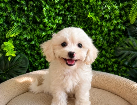 Teddy Face Maltipoo Erkek Yavru | Ruhsatlı | Premium Kalite - 5635