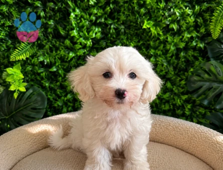 Teddy Face Maltipoo Erkek Yavru | Ruhsatlı | Premium Kalite