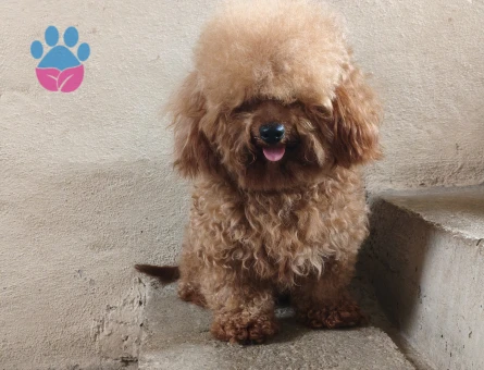3 yaşında erkek toy poodle