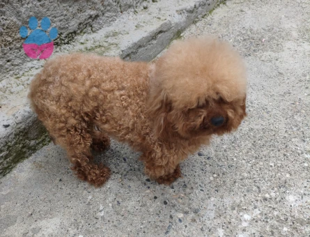 3 yaşında erkek toy poodle
